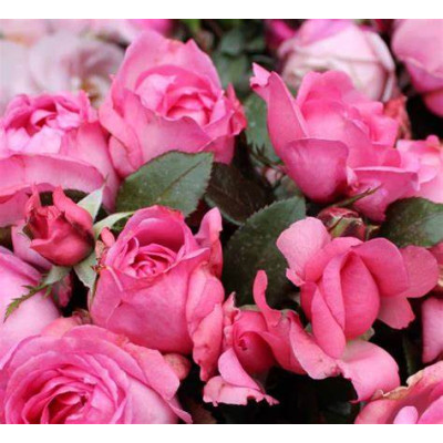 ROSE PARIS روز باريس